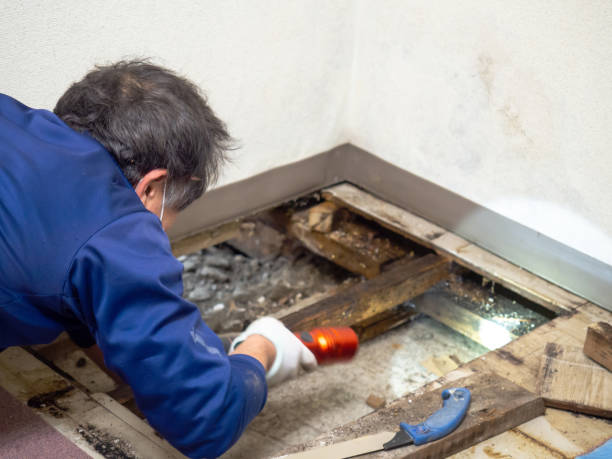 Mold Removal Process in Forest Acres, SC