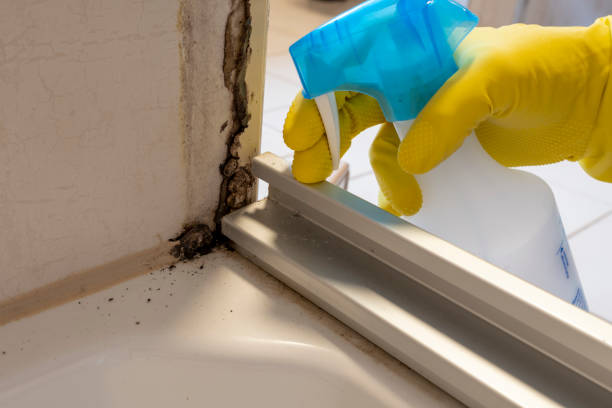 Best Mold Damage Repair  in Forest Acres, SC
