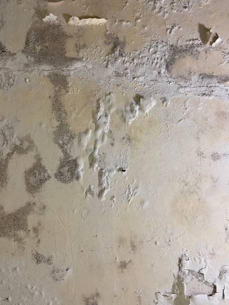Mold Removal and Inspection in Forest Acres, SC
